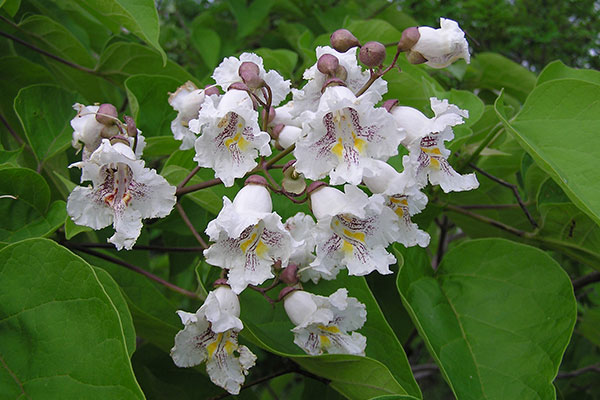 جوالدوزک درخت زینتی یا گیاه دارویی