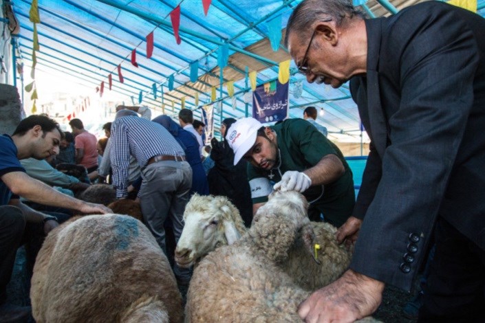 لاشه دام‌های ذبح شده، توسط دامپزشکان بررسی می‌شود