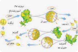 چرخه زندگی کاهو دریایی