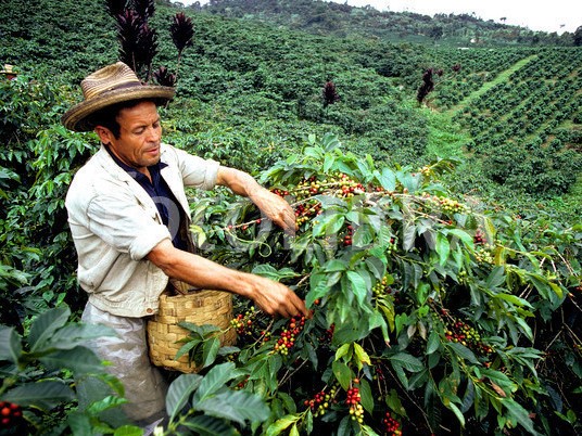 مزرعه قهوه در کلمبیا