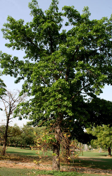 درخت گلوله توپ- وجه تسمیه روستای توپدرخت