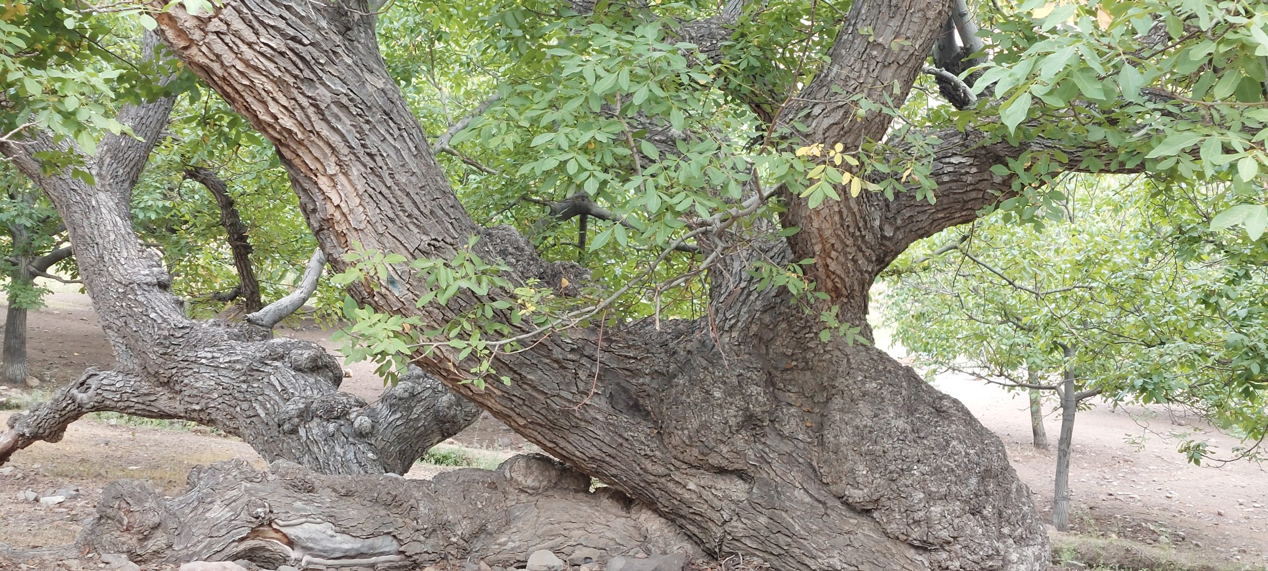 درخت گردو چندین ساله