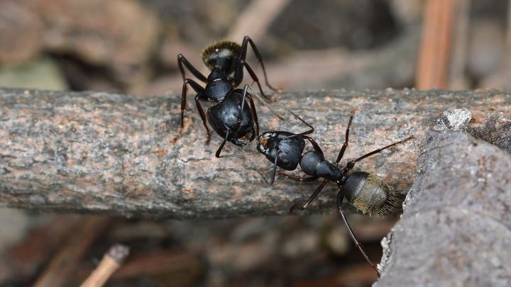 چگونه از شر مورچه در خانه خلاص شویم