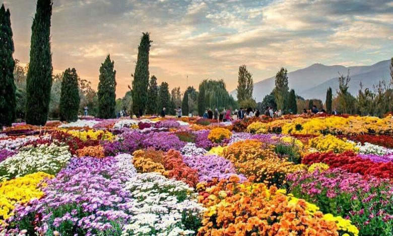برپایی جشنواره گل های داودی از یکم آبان تا ۲۵ آذر در باغ گیاهشناسی ملی ایران