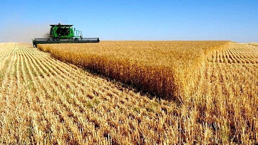 رشد ۲۵ درصدی تولید گندم در دیمزارها/ دستیابی به خودکفایی با توسعه کشت قراردادی
