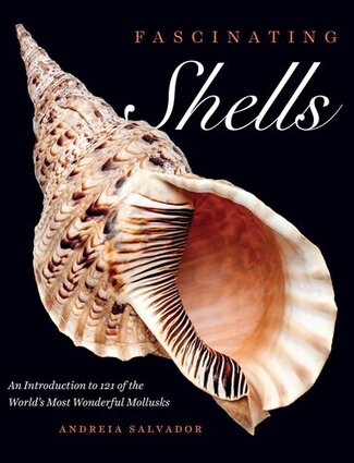 Fascinating Shells