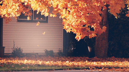 [تصویر:  fall-leaves-autumn-gif-8_m2gc.gif]