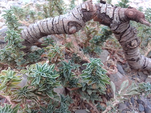 تصویر چوب در طبیعت