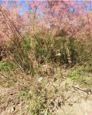 گز- هنگام گلدهی