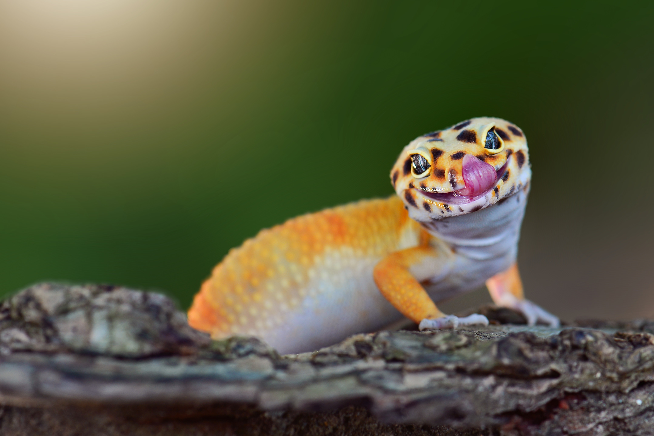 gecko