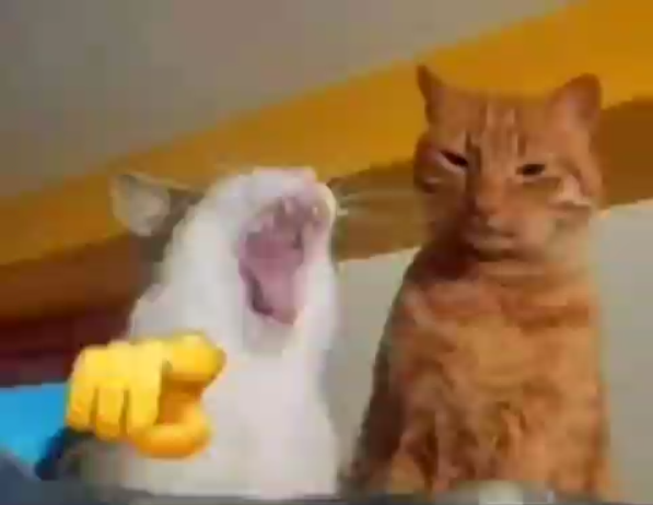 heh bro
