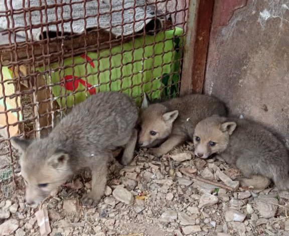 تحویل ۳ توله روباه به اداره حفاظت محیط زیست شهرستان دماوند