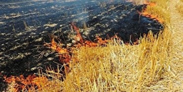 کشاورزان متخلف آتش‌زدن «پس‌چر» کرمانشاه مجازات می‌شوند