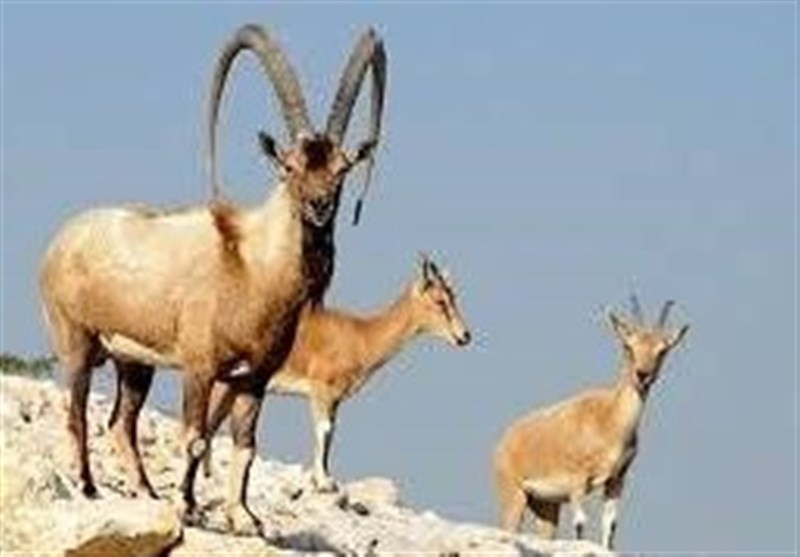 تفاوت کل و بز کوهی