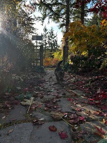 حفاظت از حیات وحش