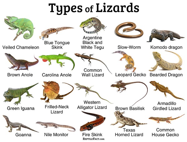 انواع مارمولک