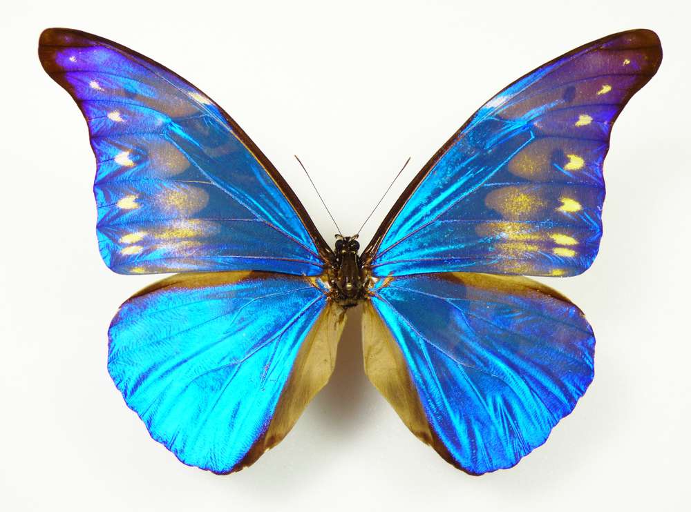 morpho