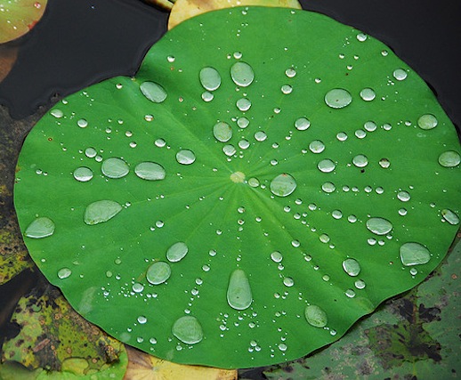 nilofar