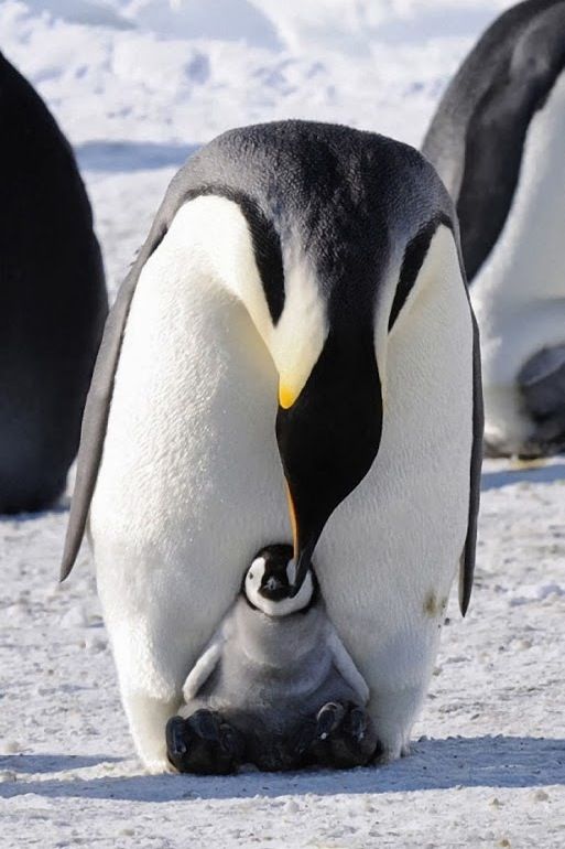 penguins_vone.jpg