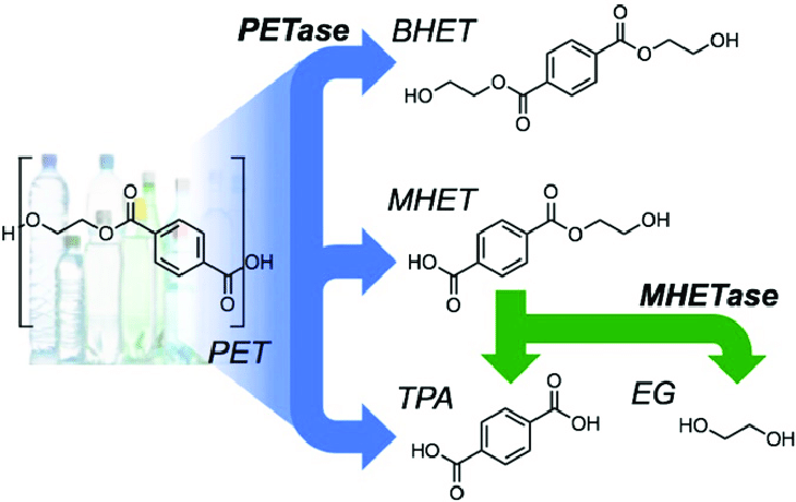 petase-catalyzes-the-depolymerization-of-pet-to-bis2-hydroxyethyltpa-bhet-mhet-and_bnui.png