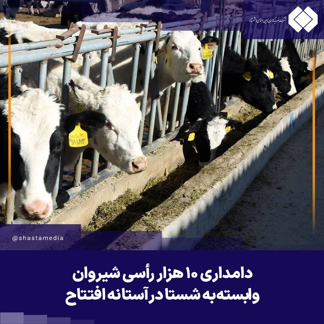 دامداری ۱۰ هزار رأسی شیروان وابسته به شستا در آستانه افتتاح دامداری ۱۰ هزار رأسی شیروان وابسته به شستا در آستانه افتتاح