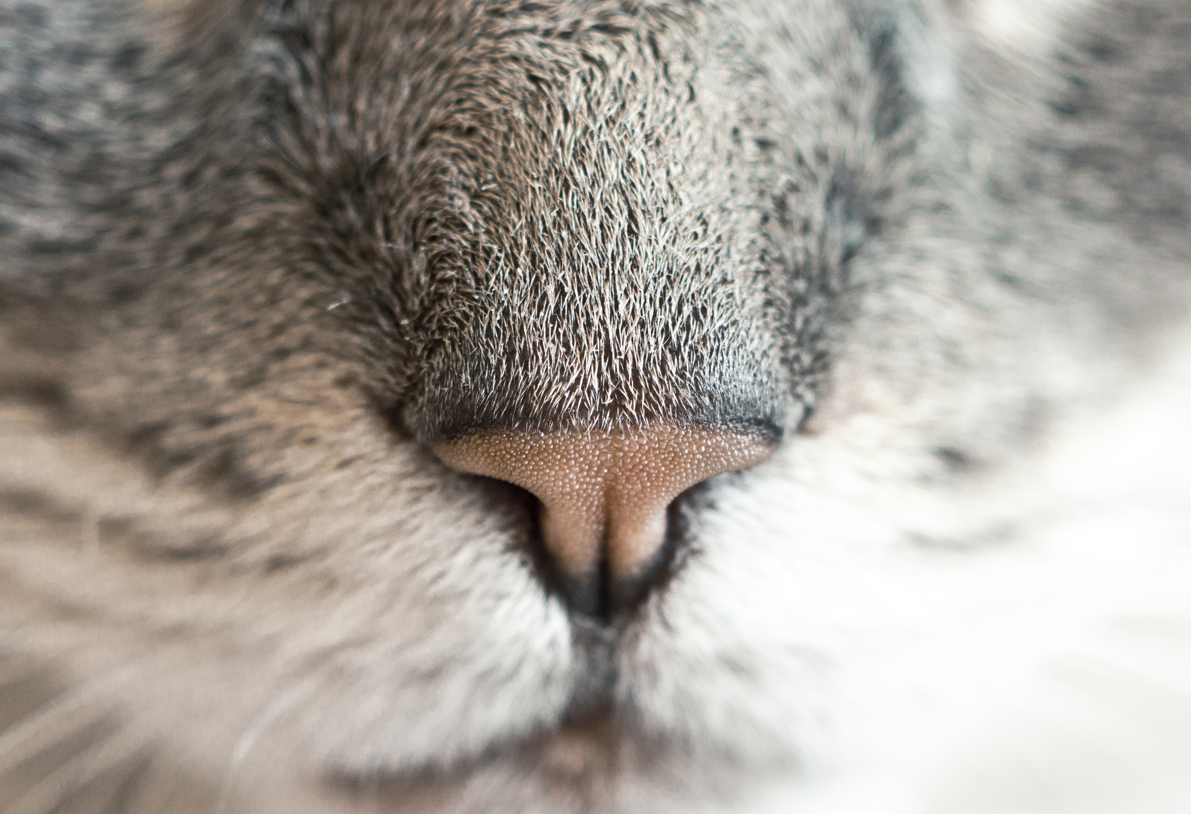 picography-cat-nose-closeup-1_0fb9.jpg