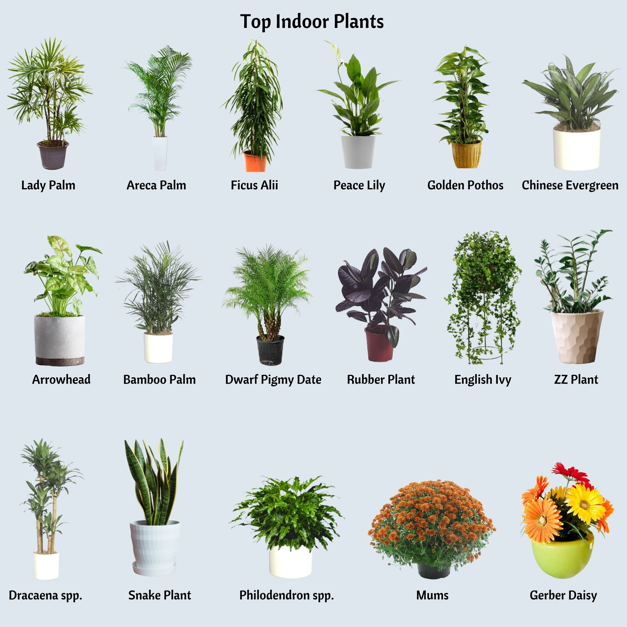 گیاهان خانگی برای تصویه هوا