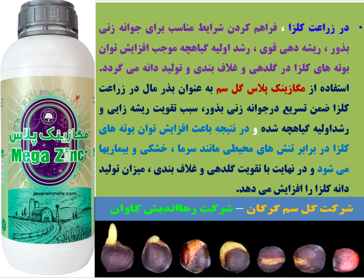 کود مگازینک پلاس گل سم برای بذر مال بذور کلزا – قسمت دوم