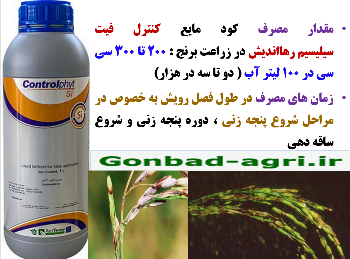 کاربرد کنترل فیت سیلیسیم رهااندیش برای تقویت بوته های برنج – قسمت سوم
