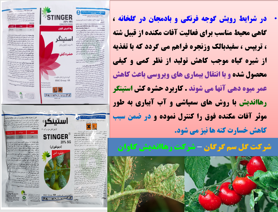 حشره کش استینگر رهااندیش برای کنترل آفات مکنده گوجه فرنگی در گلخانه- قسمت دوم