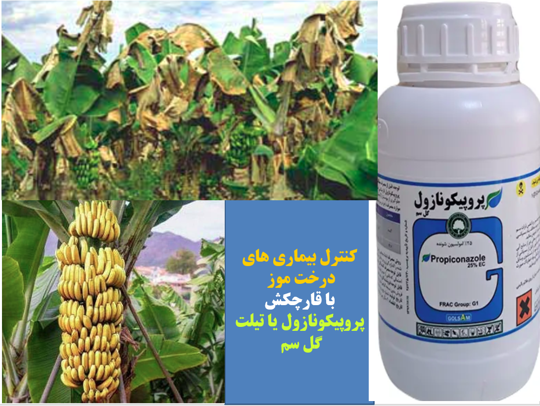 کنترل بیماری های درخت موز با قارچکش پروپیکونازول گل سم - قسمت اول 3