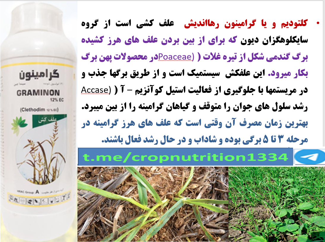 علفکش گرامینون رهااندیش برای کنترل علف های هرز کشیده برگ در زراعت کلزا – قسمت چهارم
