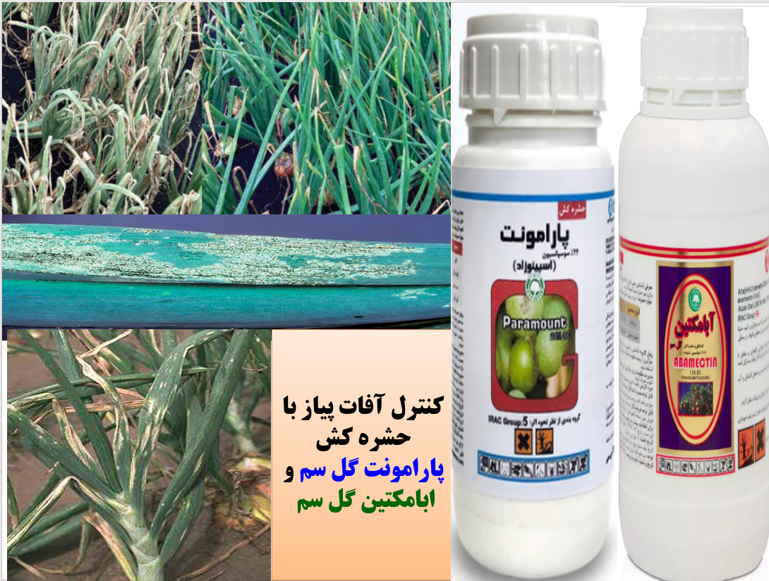 کنترل آفات پیاز به خصوص تریپس پیاز با سموم پارامونت و ابامکتین گل سم – قسمت اول