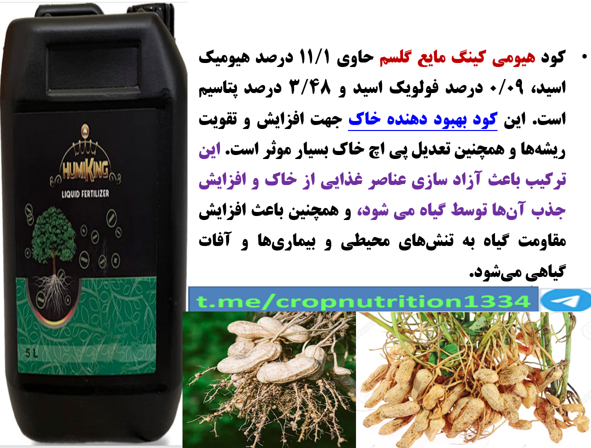 کود آلی هیومی کینگ گل سم برای افزایش تولید در زراعت بادام زمینی- قسمت چهارم 3