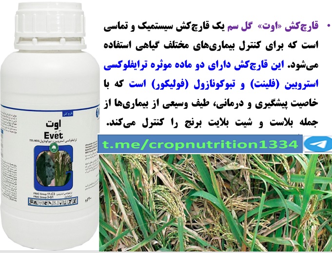 تاثیر قارچکش اوت گل سم در کنترل بیماری های برنج – قسمت چهارم 3
