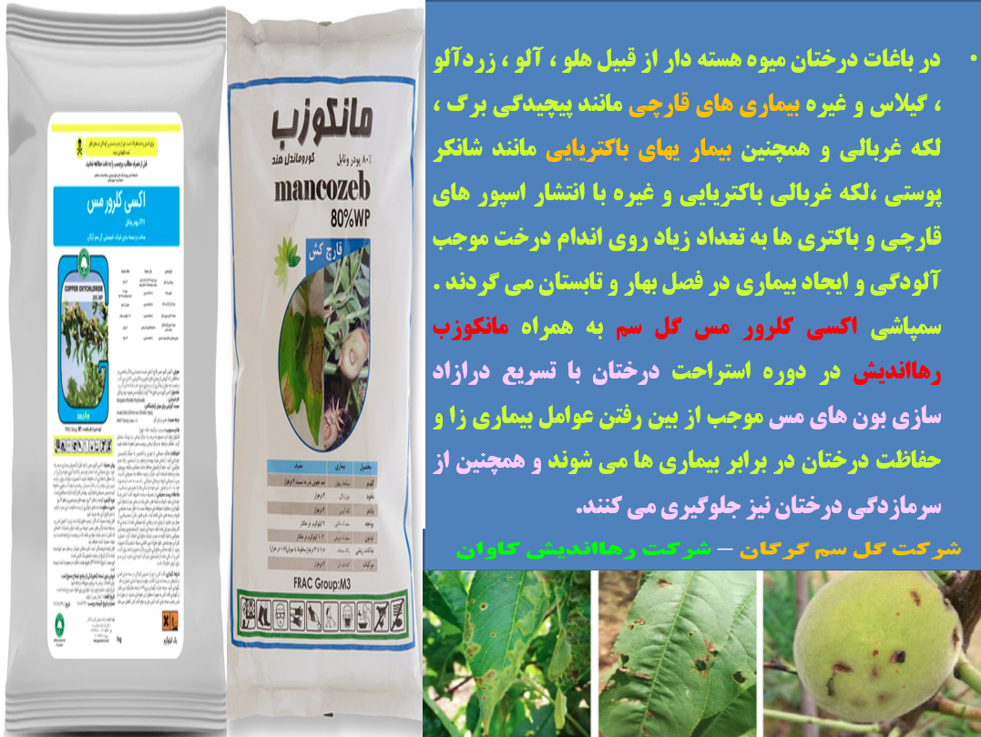 محافظت درختان میوه هسته دار در برابر بیماری های قارچی و باکتری – قسمت دوم