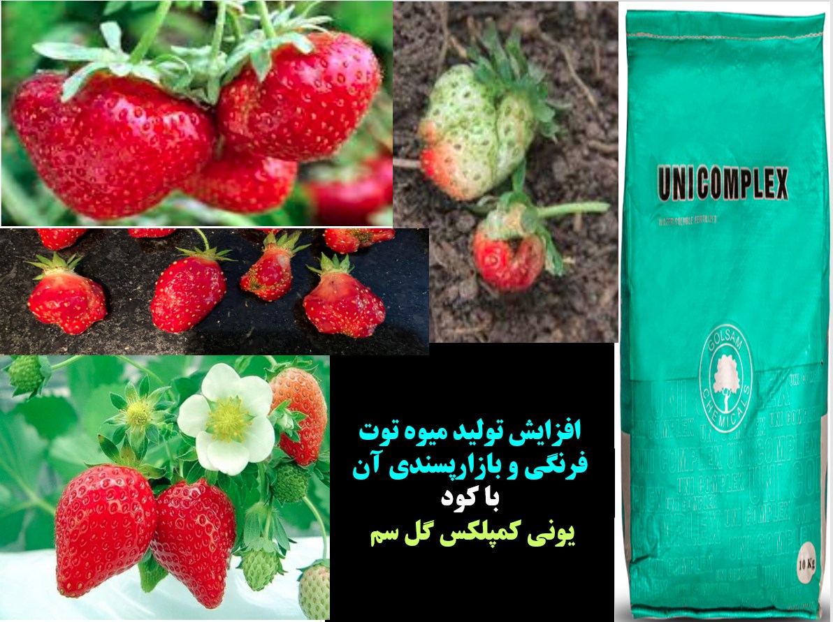 افزایش توان بوته های توت فرنگی در تولید میوه با کود یونی کمپلکس گل سم – قسمت اول