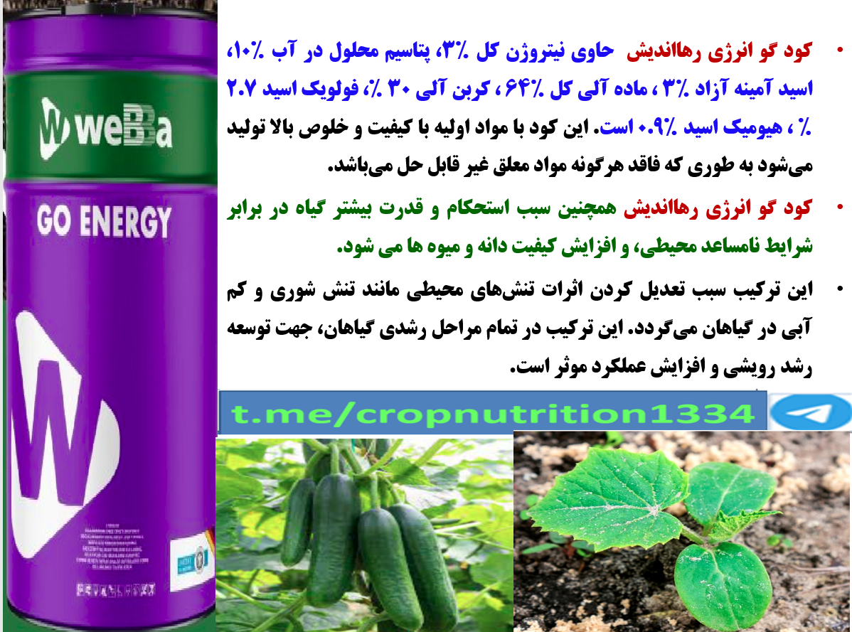 افزایش توان گلدهی و میوه دهی خیار گلخانه با کود گوانرژی رهااندیش – قسمت چهارم