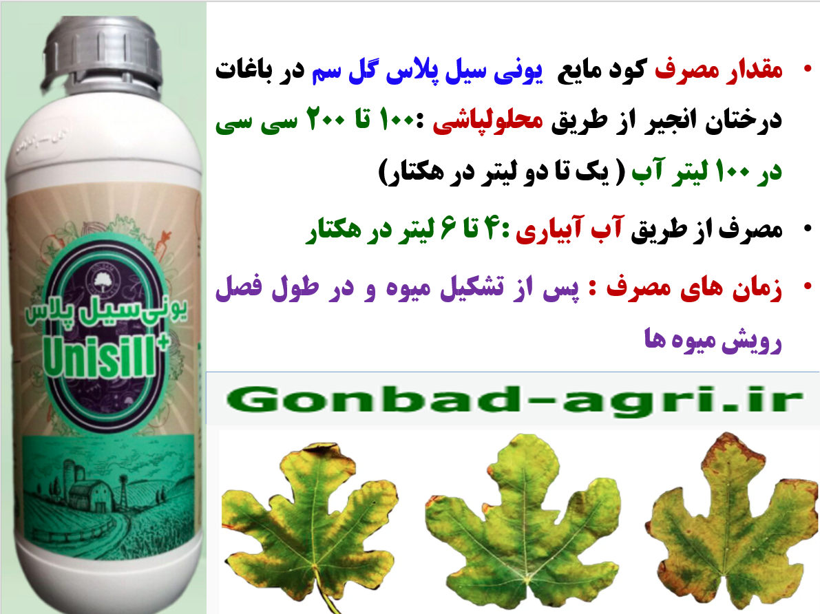 کاربرد کود یونی سیل پلاس گل سم در افزایش میوه دهی و کیفیت میوه انجیر – قسمت سوم 3