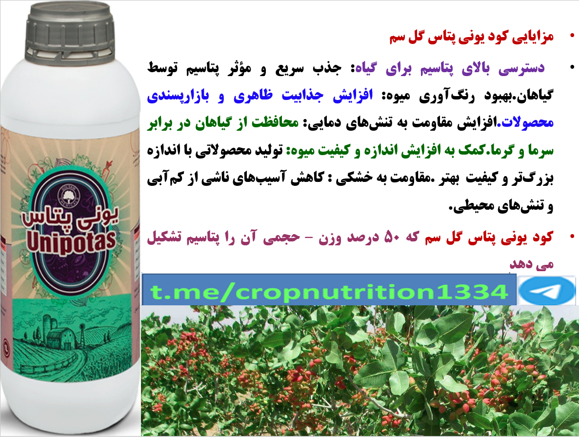 کود یونی پتاس گل سم برای حفظ تولید و کیفیت پسته – قسمت چهارم 3