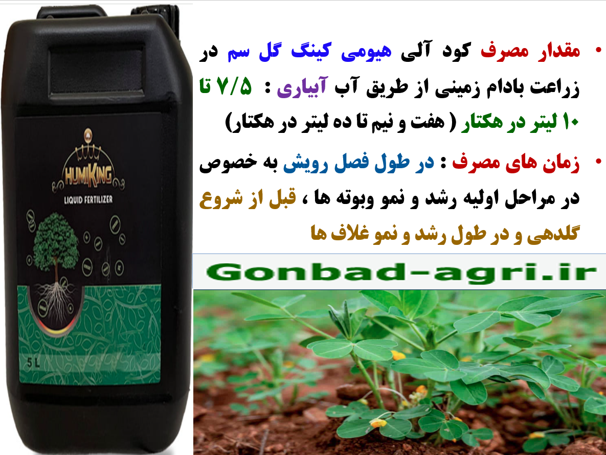 کود آلی هیومی کینگ گل سم برای افزایش تولید در زراعت بادام زمینی- قسمت سوم 3