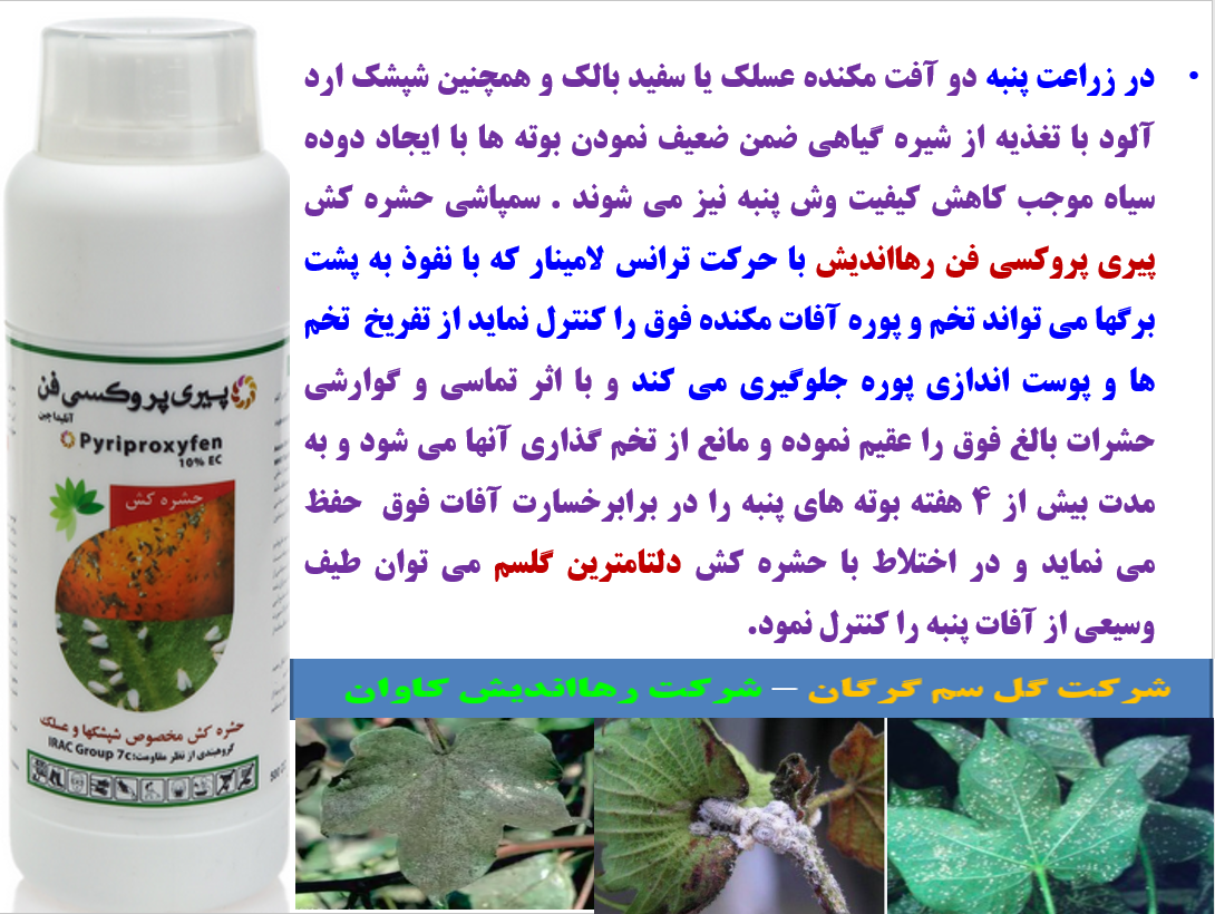 کنترل سفید بالک در زراعت پنبه با حشره کش پیری پیروکسی فن رهااندیش – قسمت دوم