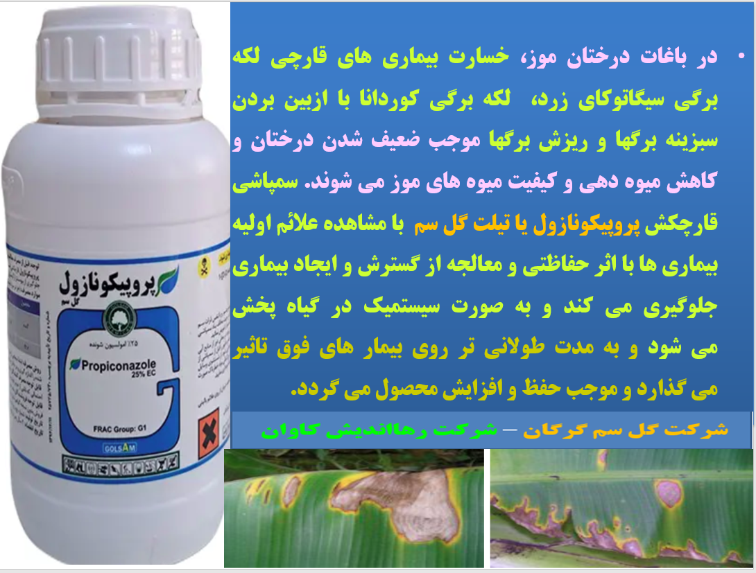 کنترل بیماری های درخت موز با قارچکش پروپیکونازول گل سم – قسمت دوم 3