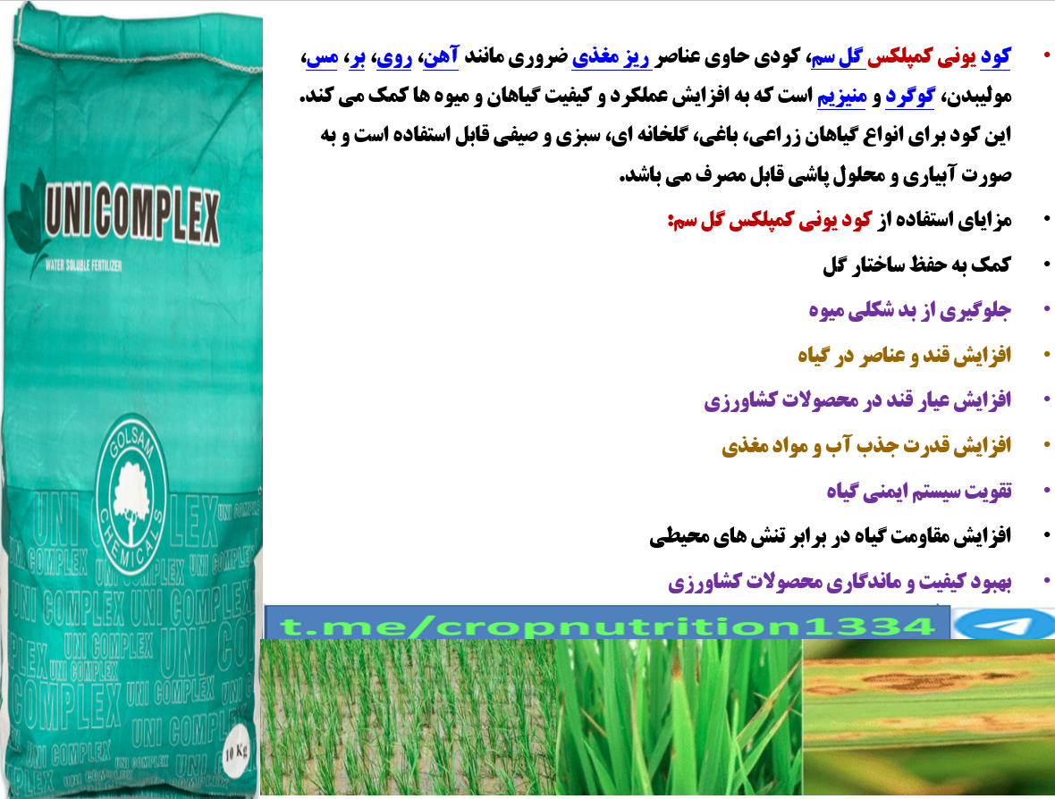 افزایش تولید برنج با کود یونی کمپلکس گل سم -قسمت چهارم