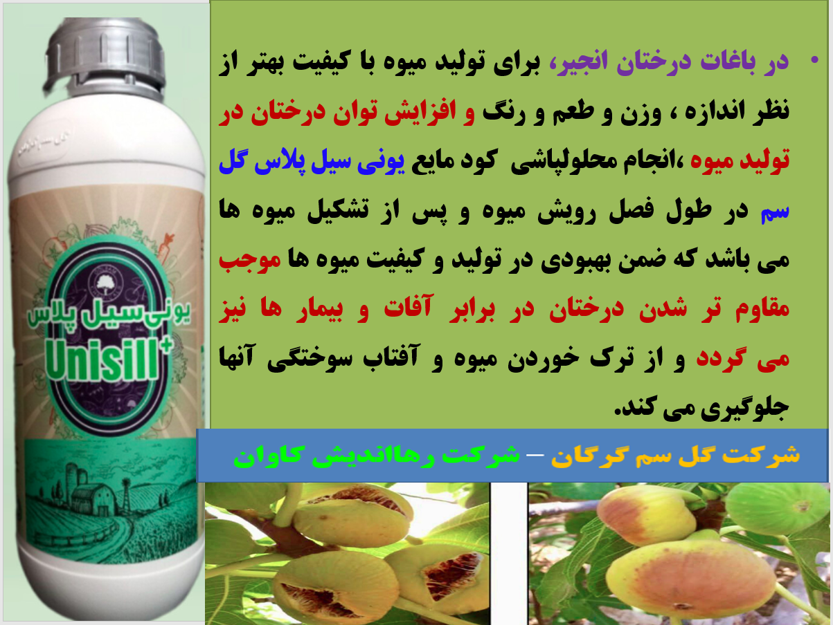 کاربرد کود یونی سیل پلاس گل سم در افزایش میوه دهی و کیفیت میوه انجیر – قسمت دوم 3