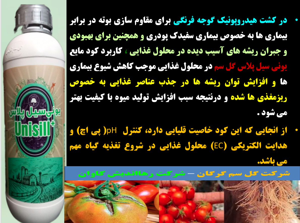 کاربرد کود یونی سیل پلاس گل سم در کشت هیدروپونیک گوجه فرنگی – قسمت دوم