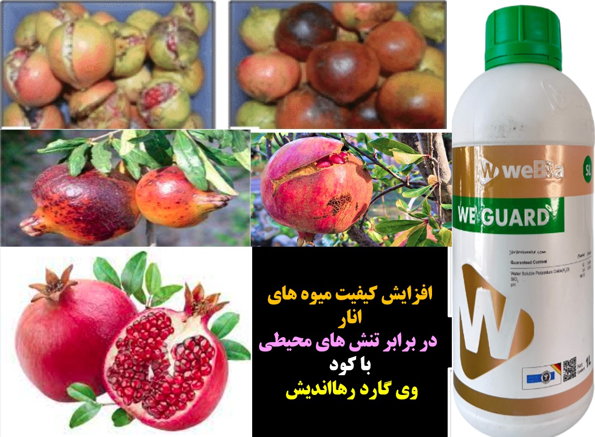 حفاظت کیفیت میوه های انار در برابر تنش های محیطی با کود وی گارد رهااندیش – قسمت اول