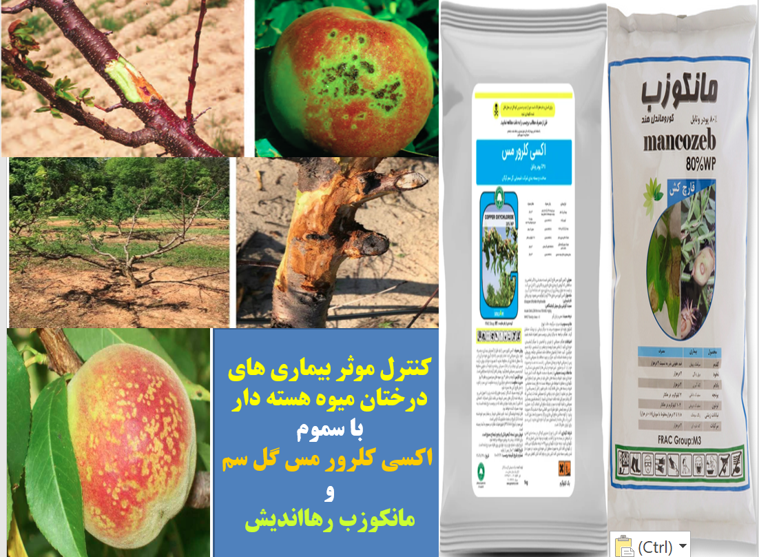 محافظت درختان میوه هسته دار در برابر بیماری های قارچی و باکتری – قسمت اول