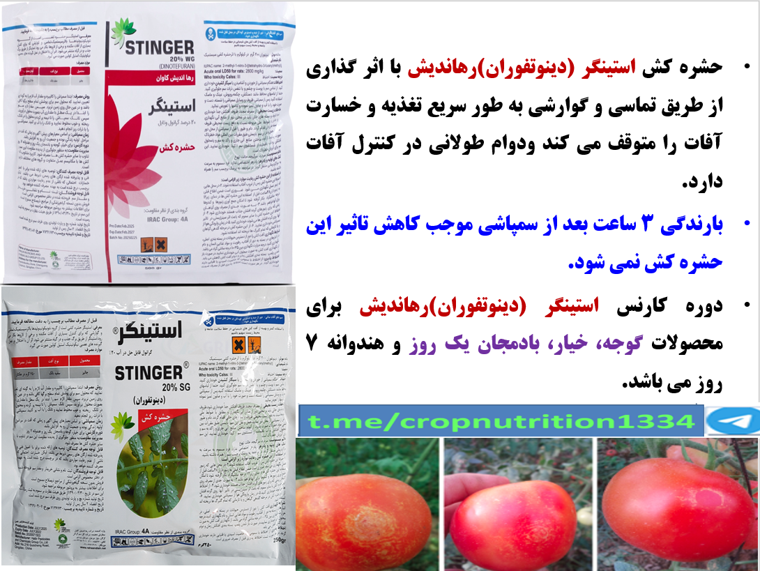 حشره کش استینگر رهااندیش برای کنترل آفات مکنده گوجه فرنگی در گلخانه- قسمت چهارم