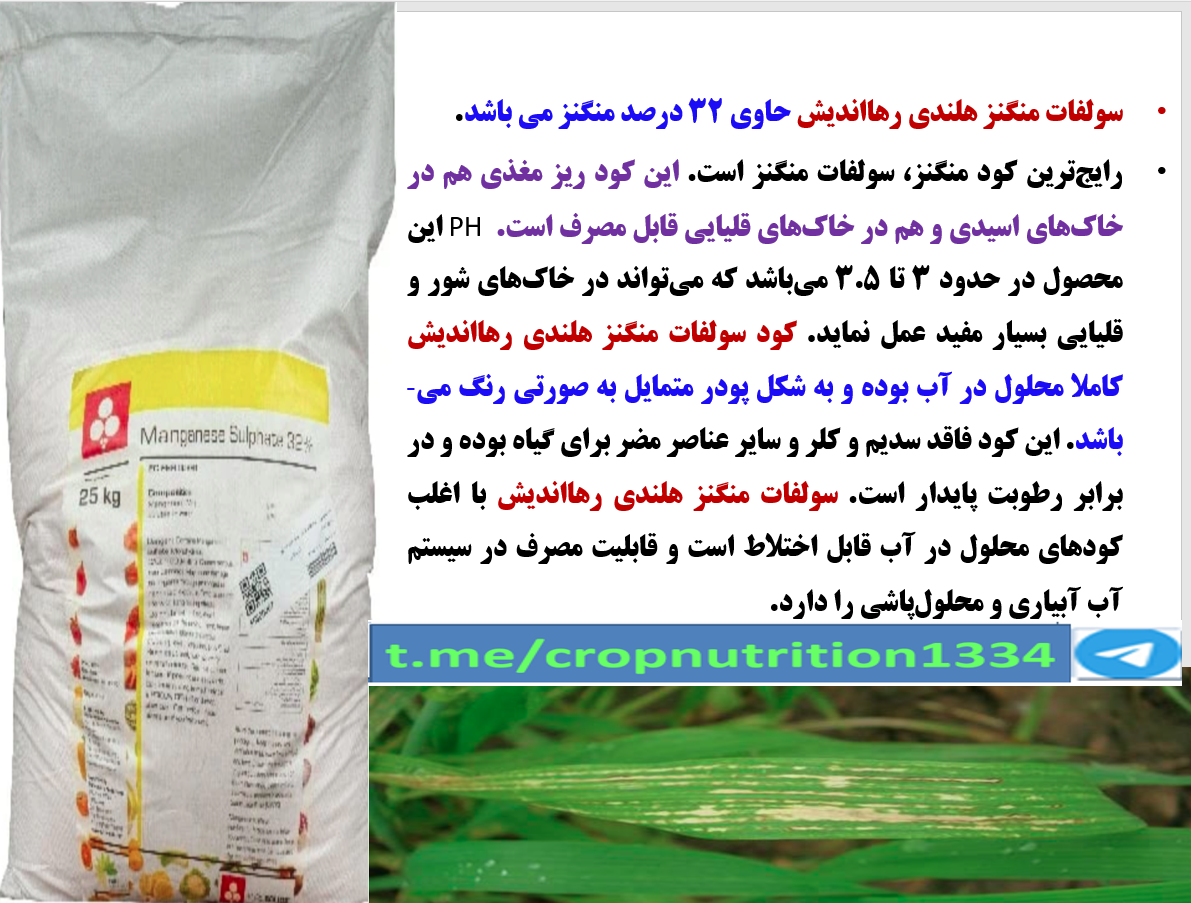 مقاوم سازی بوته ای گندم در برابر بیماری پاخوره با کود سولفات منگنز رهااندیش – قسمت چهارم